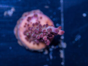Acropora - Fox Flame