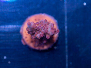 Acropora - Fox Flame