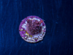 Acropora - Vivid Confetti