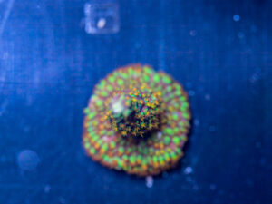 Acropora - Red Polyp Dallas