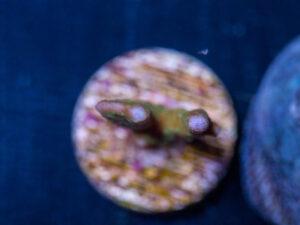 Anacropora - Tropicana