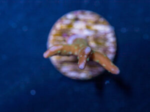 Anacropora - Tropicana