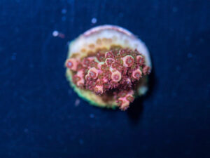 Acropora - Fruity Pebbles