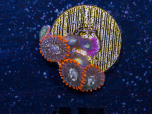 Zoanthids