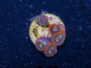 Zoanthids