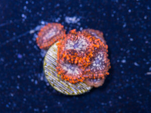 Zoanthids - Utter Chaos