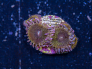 Zoanthids - Chiquita