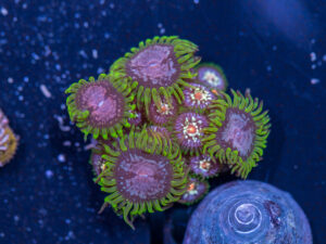 Zoanthids - Purple Monster