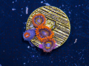 Zoanthids