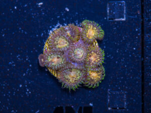 Zoanthids - Texas Grim Reaper