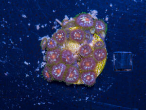 Zoanthids - Pinwheel