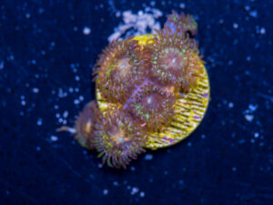 Zoanthids - Texas Grim Reaper