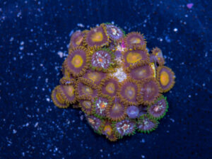 Zoanthids - King Midas