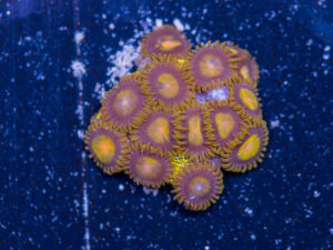 Zoanthids - King Midas