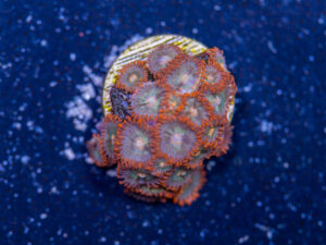 Zoanthids