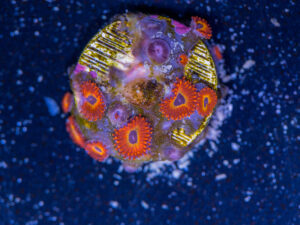 Zoanthids - Diabolique