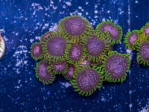 Zoanthids - Purple Monster