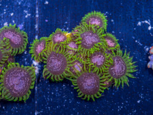Zoanthids - Purple Monster