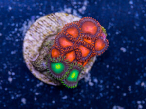 Zoanthids - Bam Bam