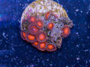 Zoanthids - Bam Bam