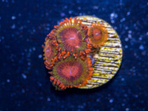 Zoanthids - Speckled Krakatoa