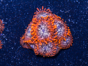 Zoanthids - Utter Chaos