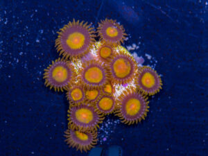 Zoanthids - King Midas