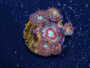 Zoanthids - Magician