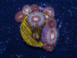 Zoanthids - Magician