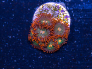 Zoanthids - Gatorade