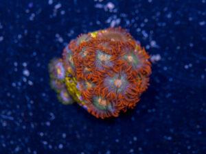 Zoanthids - Gatorade