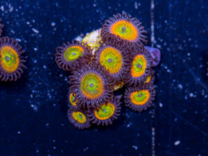 Zoanthids - Sunny D