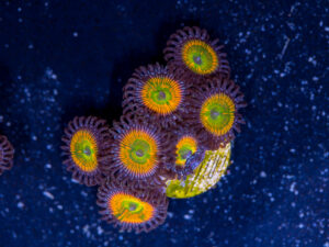 Zoanthids - Sunny D
