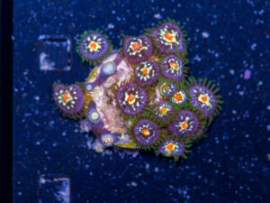 Zoanthids - Pinwheel
