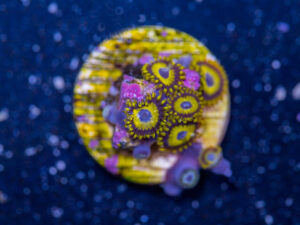 Zoanthids - LA Laker