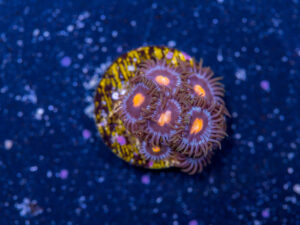 Zoanthids - Blow Pop