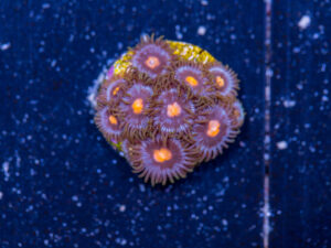 Zoanthids - Blow Pop