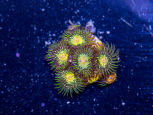 Zoanthids - Texas Grim Reaper