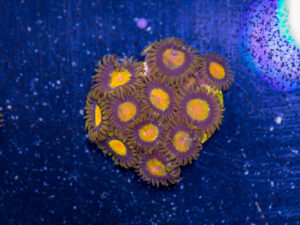 Zoanthids - King Midas