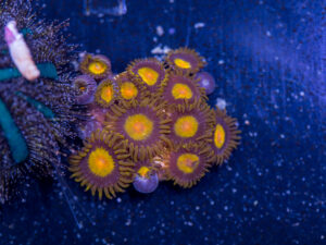 Zoanthids - King Midas