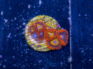 Zoanthids - Treehouse of Horror