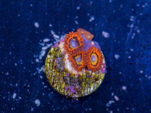 Zoanthids - Treehouse of Horror