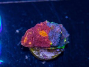 Chalice - Rainbow Jellybean