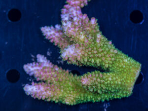 Acropora