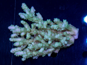 Acropora
