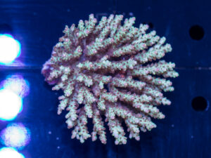 Acropora