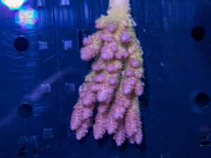 Acropora
