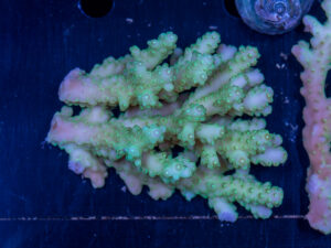 Acropora