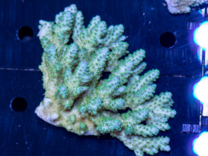 Acropora