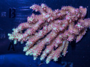 Acropora